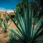 Agave tequilana 200 Seeds