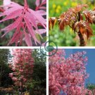 Organic Toona Sinensis Bonsai 200 Seeds