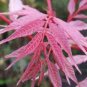 Organic Toona Sinensis Bonsai 200 Seeds