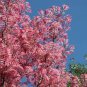 Organic Toona Sinensis Bonsai 200 Seeds