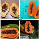 Guangxin Dark Green Skin Red Inside Papaya Fruits 12 Seeds