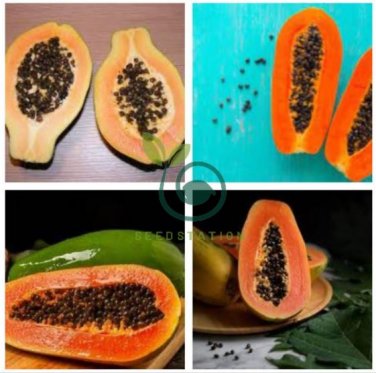 Guangxin Dark Green Skin Red Inside Papaya Fruits 12 Seeds