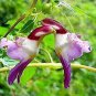 China Rare Parrot Orchid Flower 100 Seeds