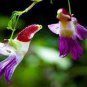 China Rare Parrot Orchid Flower 100 Seeds