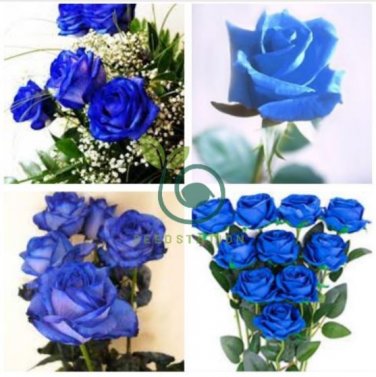 Sky Blue Rose 200 Seeds