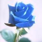 Sky Blue Rose 200 Seeds