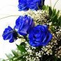 Sky Blue Rose 200 Seeds
