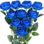 Sky Blue Rose 200 Seeds