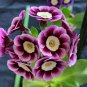 Stunning Tricolor Petunia Annual Indoor Bonsai Flower 400 Seeds