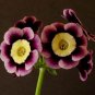 Stunning Tricolor Petunia Annual Indoor Bonsai Flower 400 Seeds