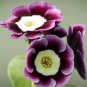 Stunning Tricolor Petunia Annual Indoor Bonsai Flower 400 Seeds