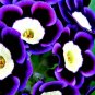Stunning Tricolor Petunia Annual Indoor Bonsai Flower 400 Seeds