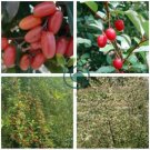 Elaeagnus multiflora Silverberry Goumi Berry 4 Seeds