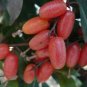 Elaeagnus multiflora Silverberry Goumi Berry 4 Seeds