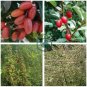 Elaeagnus multiflora Silverberry Goumi Berry 20 Seeds