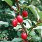 Elaeagnus multiflora Silverberry Goumi Berry 20 Seeds