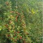 Elaeagnus multiflora Silverberry Goumi Berry 20 Seeds