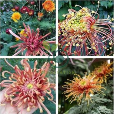 Japan Spider Chrysanthemums Flowers 200 Seeds