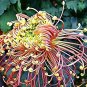 Japan Spider Chrysanthemums Flowers 200 Seeds