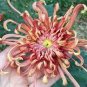 Japan Spider Chrysanthemums Flowers 200 Seeds