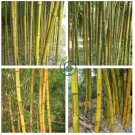 Phyllostachys Aureosulcata Gold Bamboo 200 Seeds