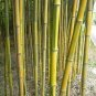 Phyllostachys Aureosulcata Gold Bamboo 200 Seeds