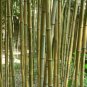 Phyllostachys Aureosulcata Gold Bamboo 200 Seeds