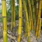 Phyllostachys Aureosulcata Gold Bamboo 50 Seeds