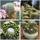 Cacti Cactus 20 Seeds