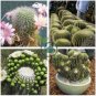 Cacti Cactus 20 Seeds