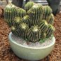Cacti Cactus 20 Seeds
