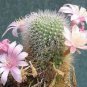 Cacti Cactus 20 Seeds