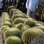Cacti Cactus 20 Seeds