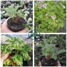Pelargonium Graveolens Semente 200 Seeds