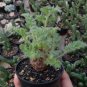 Pelargonium Graveolens Semente 200 Seeds