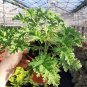 Pelargonium Graveolens Semente 200 Seeds
