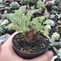 Pelargonium Graveolens Semente 200 Seeds