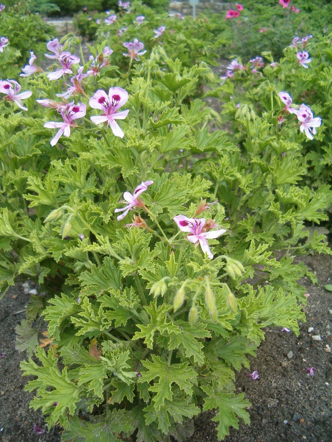 Pelargonium Graveolens Semente 200 Seeds