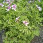Pelargonium Graveolens Semente 200 Seeds