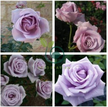 Sterling Silver Rose 240 Seeds