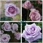 Sterling Silver Rose 240 Seeds