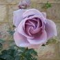Sterling Silver Rose 240 Seeds
