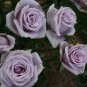 Sterling Silver Rose 240 Seeds