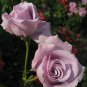 Sterling Silver Rose 240 Seeds