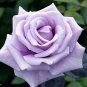 Sterling Silver Rose 240 Seeds