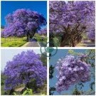 Genuine Purple Jacaranda Mimosifolia Tree Shrub 40 Seeds