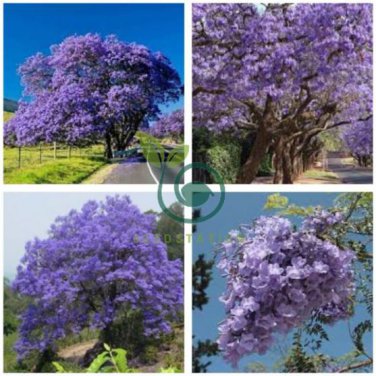 Genuine Purple Jacaranda Mimosifolia Tree Shrub 40 Seeds