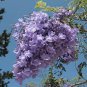 Genuine Purple Jacaranda Mimosifolia Tree Shrub 40 Seeds