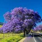 Genuine Purple Jacaranda Mimosifolia Tree Shrub 40 Seeds