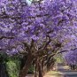 Genuine Purple Jacaranda Mimosifolia Tree Shrub 40 Seeds